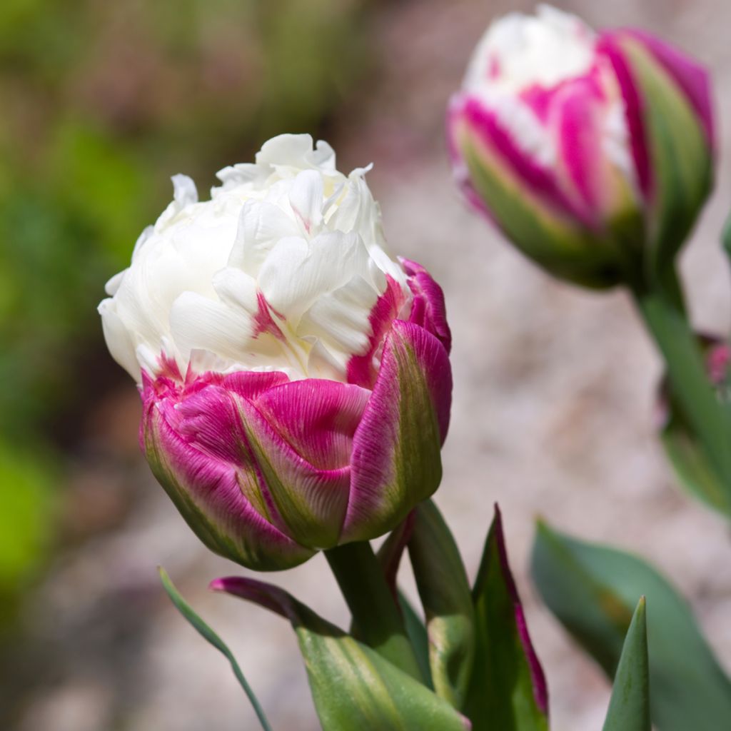 Tulipa Ice Cream - Dubbele late tulp