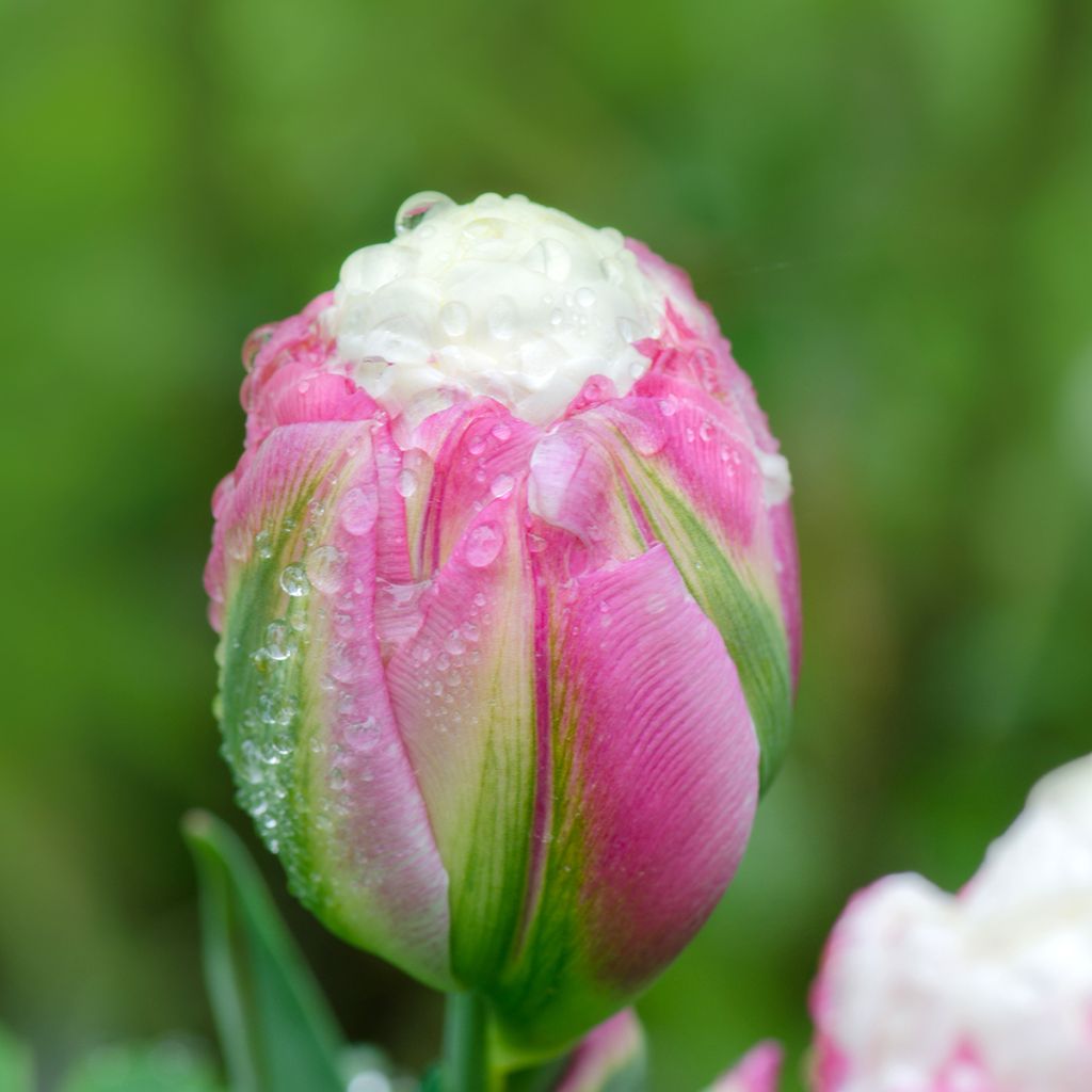 Tulipa Ice Cream - Dubbele late tulp