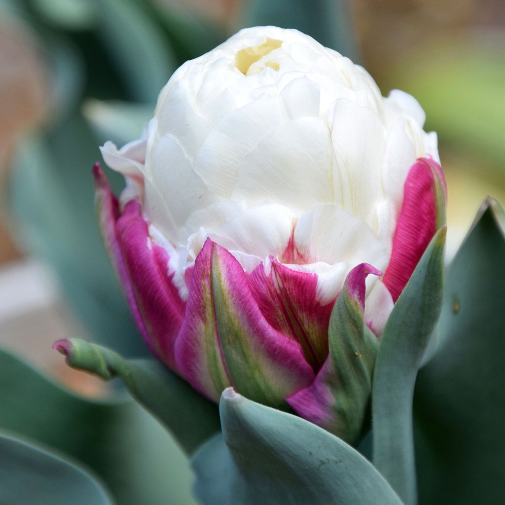 Tulipa Ice Cream - Dubbele late tulp