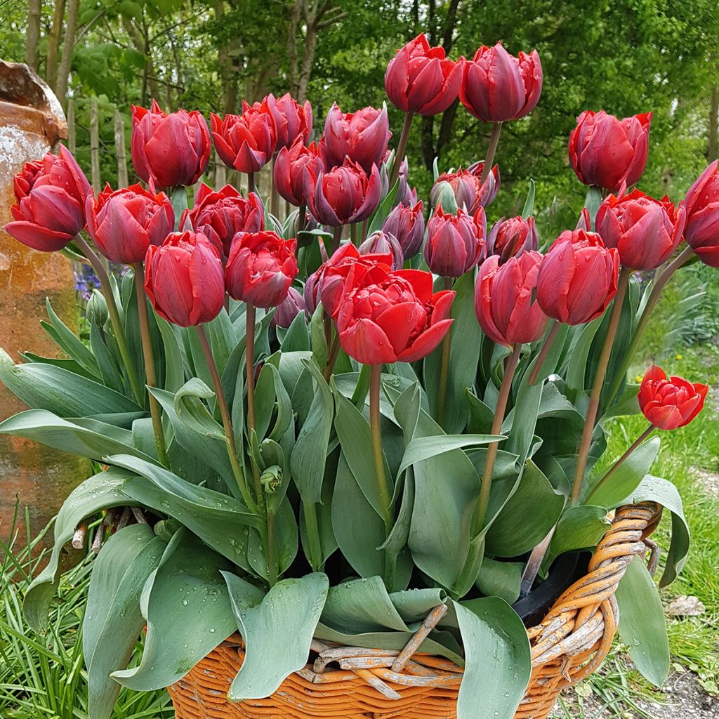 Tulipa Red Princess - Dubbele late tulp