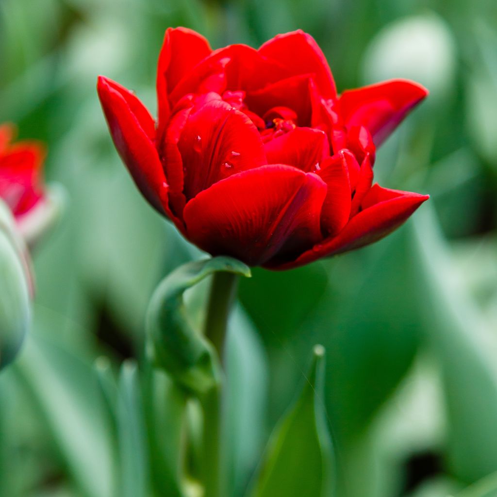 Tulipa Red Princess - Dubbele late tulp
