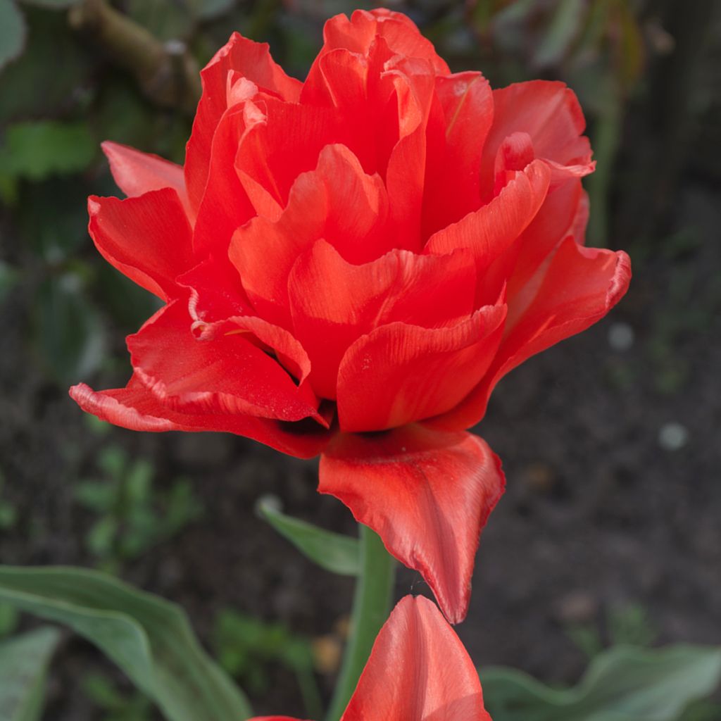 Tulipa Red Princess - Dubbele late tulp