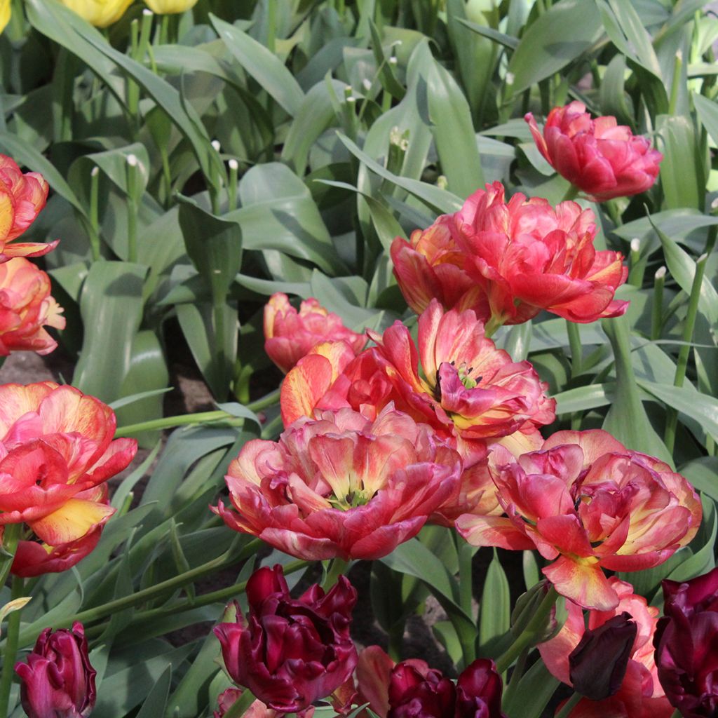 Tulipa Sundowner - Dubbele late tulp
