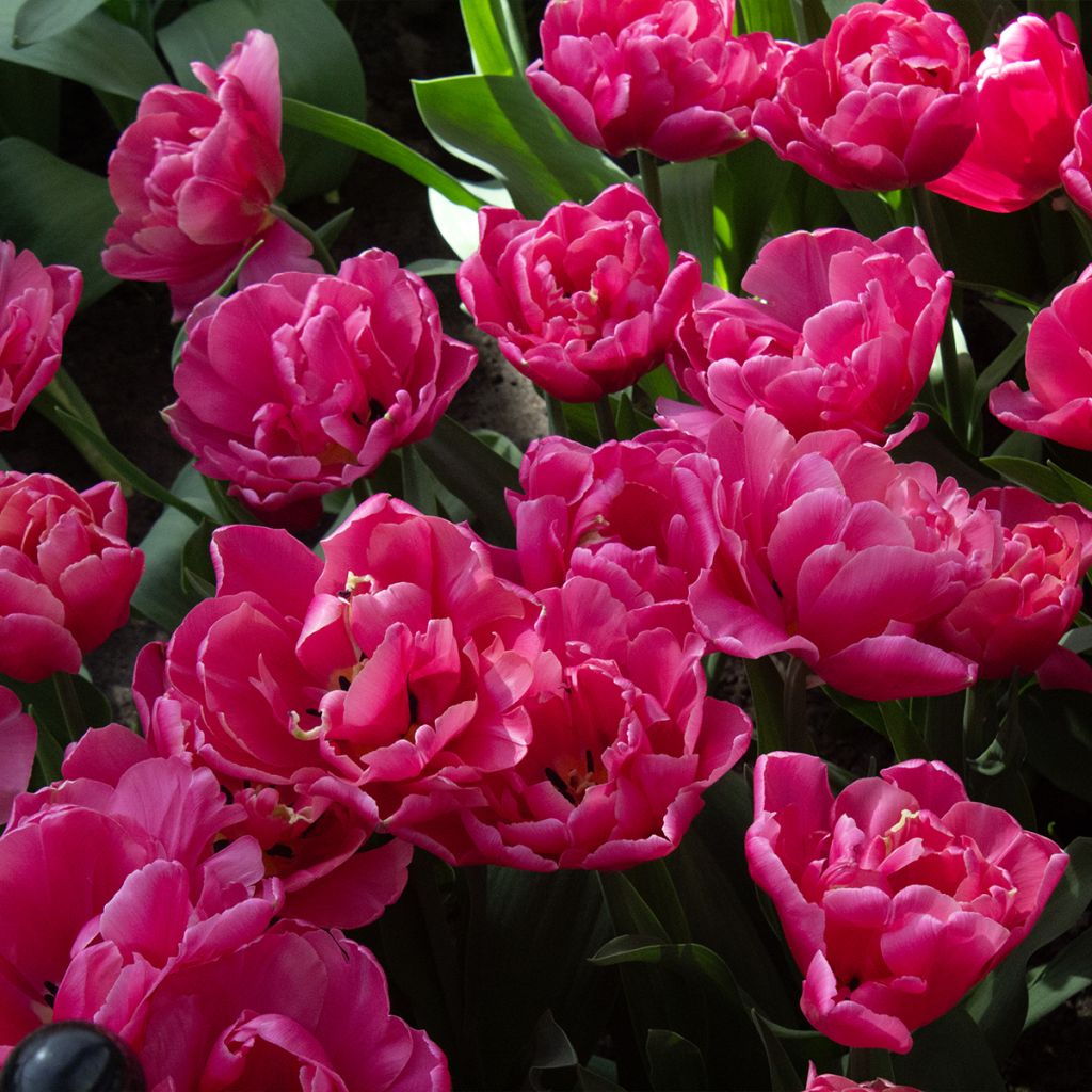 Tulipa Sunset Tropical - Dubbele late tulp