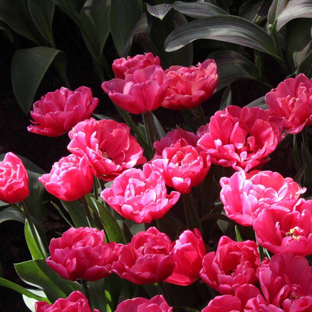 Tulipa Sunset Tropical - Dubbele late tulp