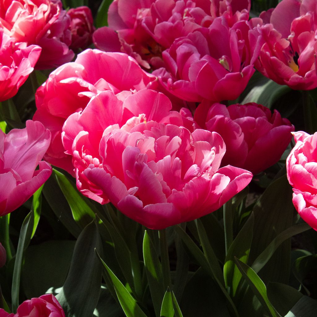 Tulipa Sunset Tropical - Dubbele late tulp