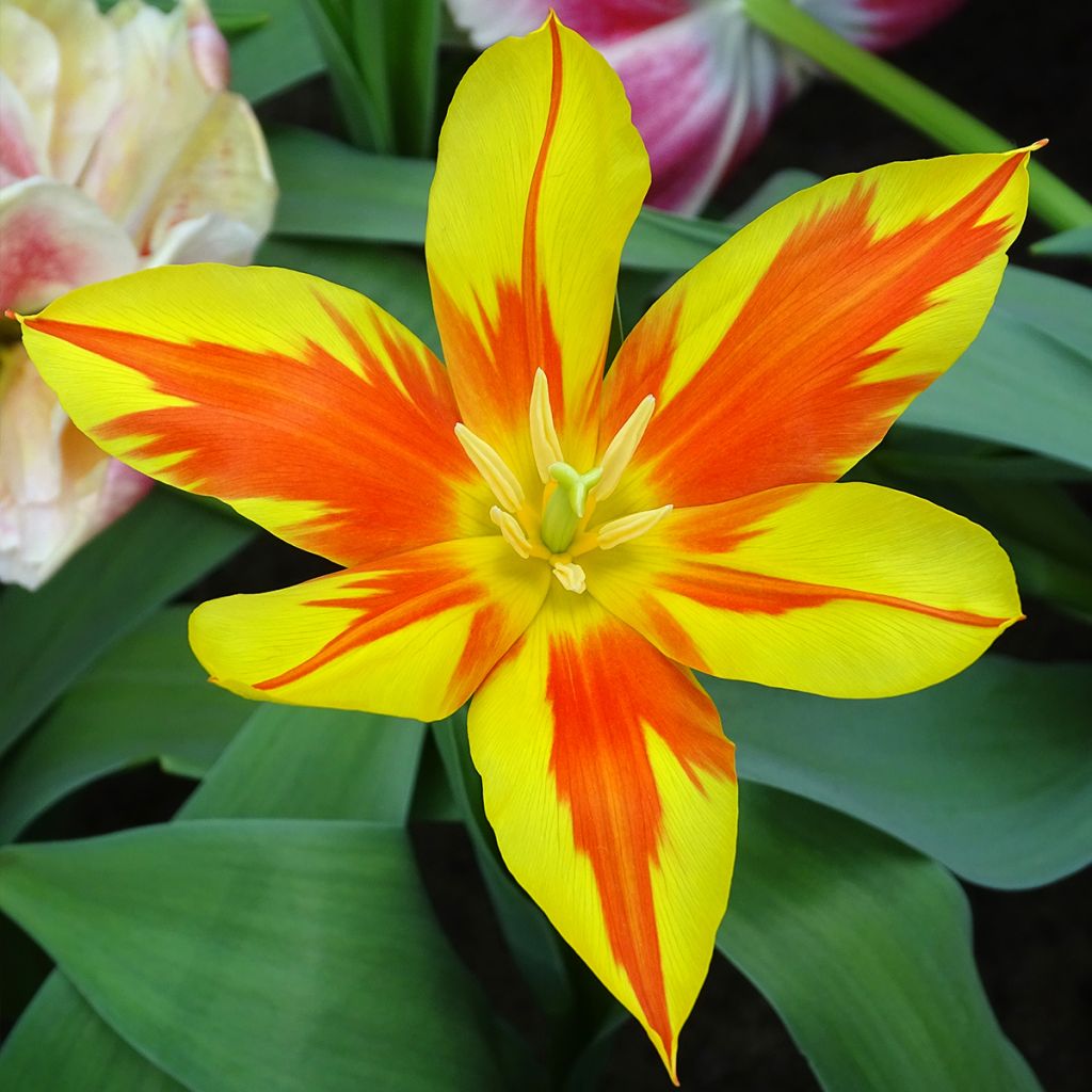 Tulipa Fire Wings - Leliebloemige tulp