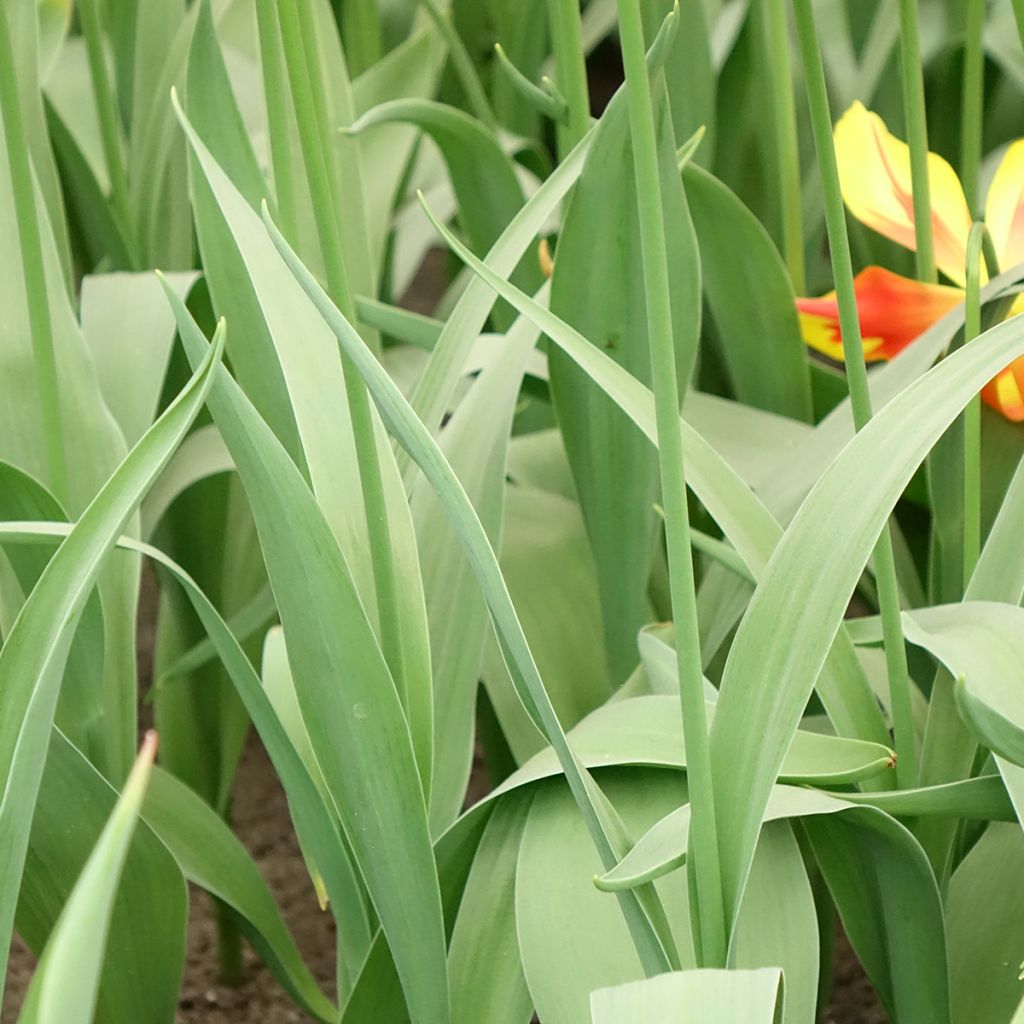 Tulipa Fire Wings - Leliebloemige tulp