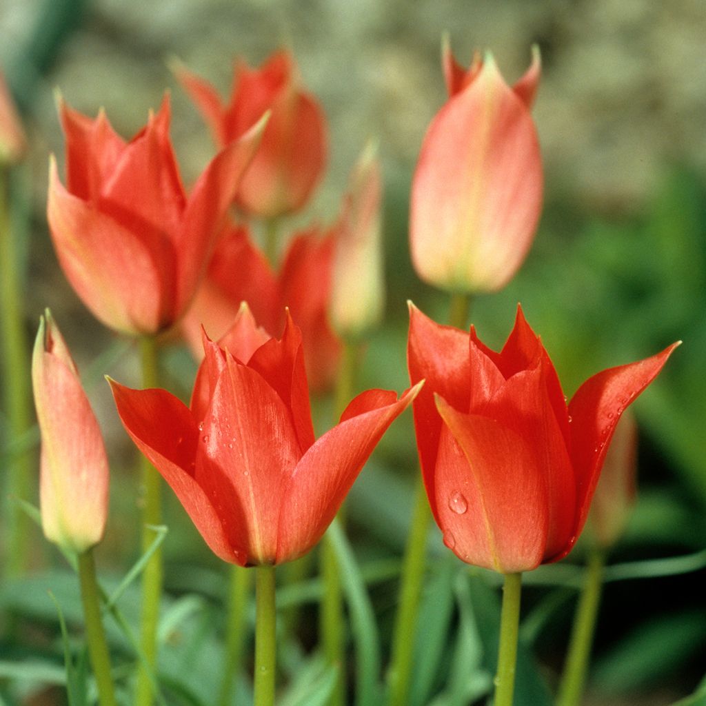 Tulipa Royal Charm - Leliebloemige tulp
