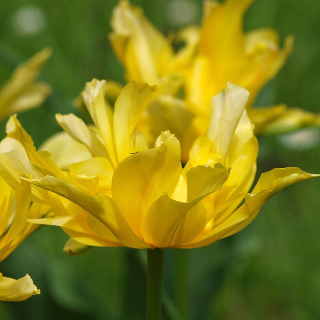 Tulipa Yellow Spider - Leliebloemige tulp