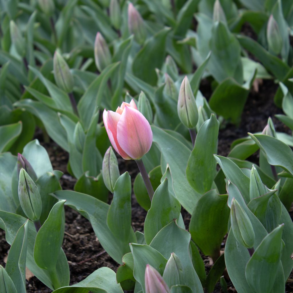 Tulipa fosteriana Albert Heijn - Fosteriana-tulp