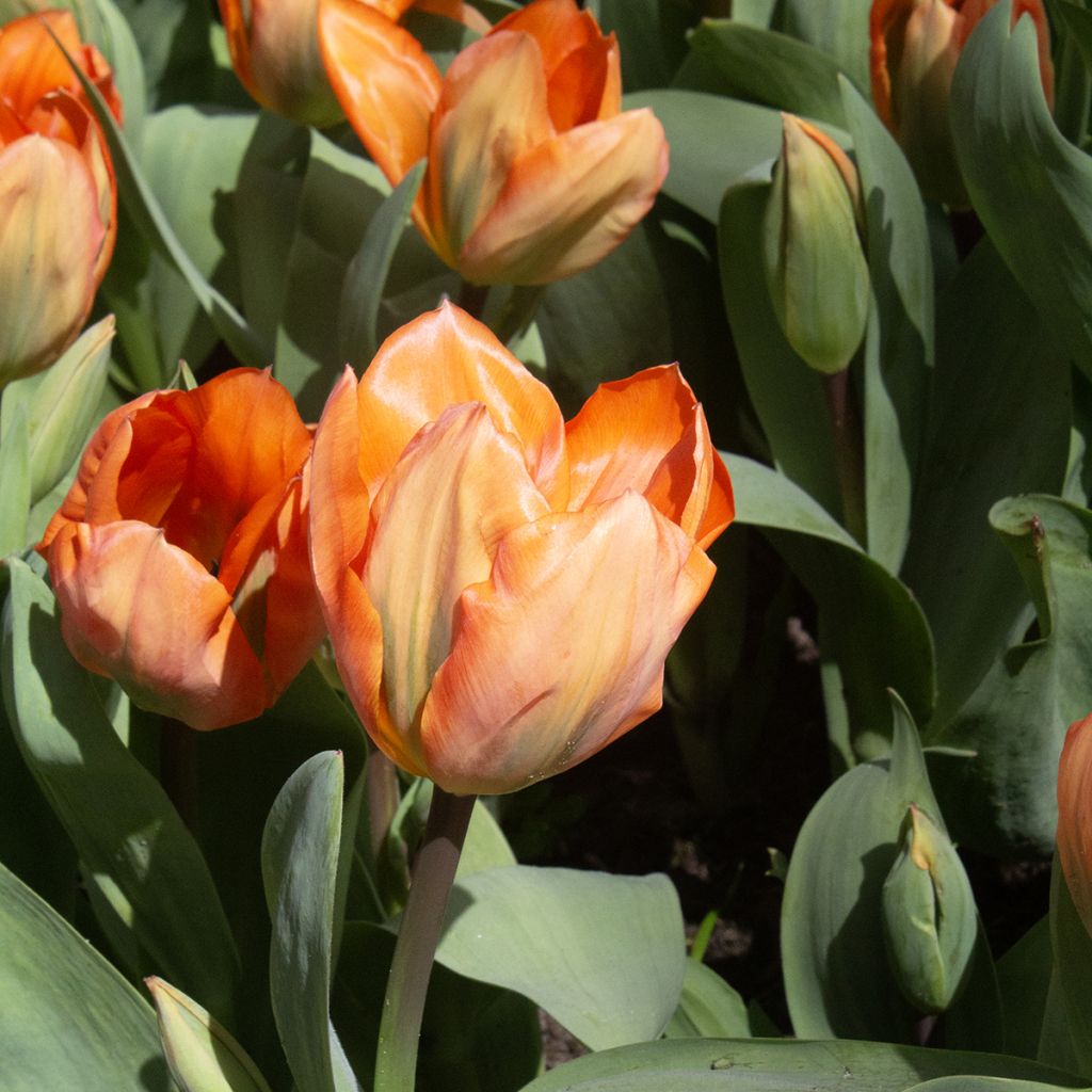 Tulipa fosteriana Orange Emperor - Fosteriana-tulp