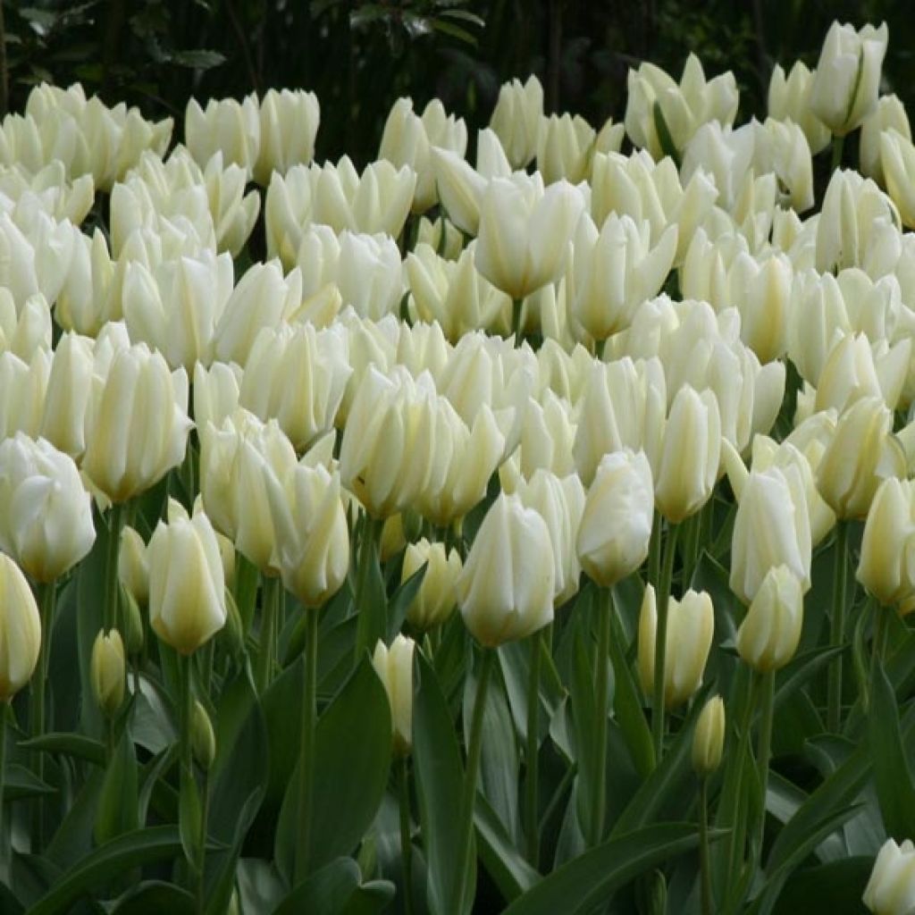 Tulipa fosteriana Purissima - Fosteriana-tulp