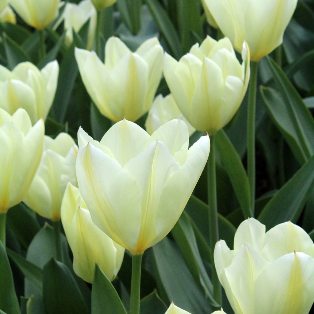 Tulipa fosteriana Purissima - Fosteriana-tulp