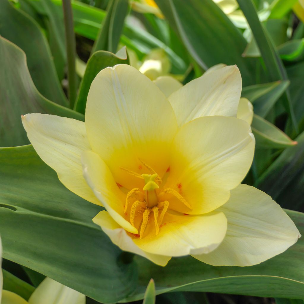 Tulipa greigii White Fire - Greigii‑tulp