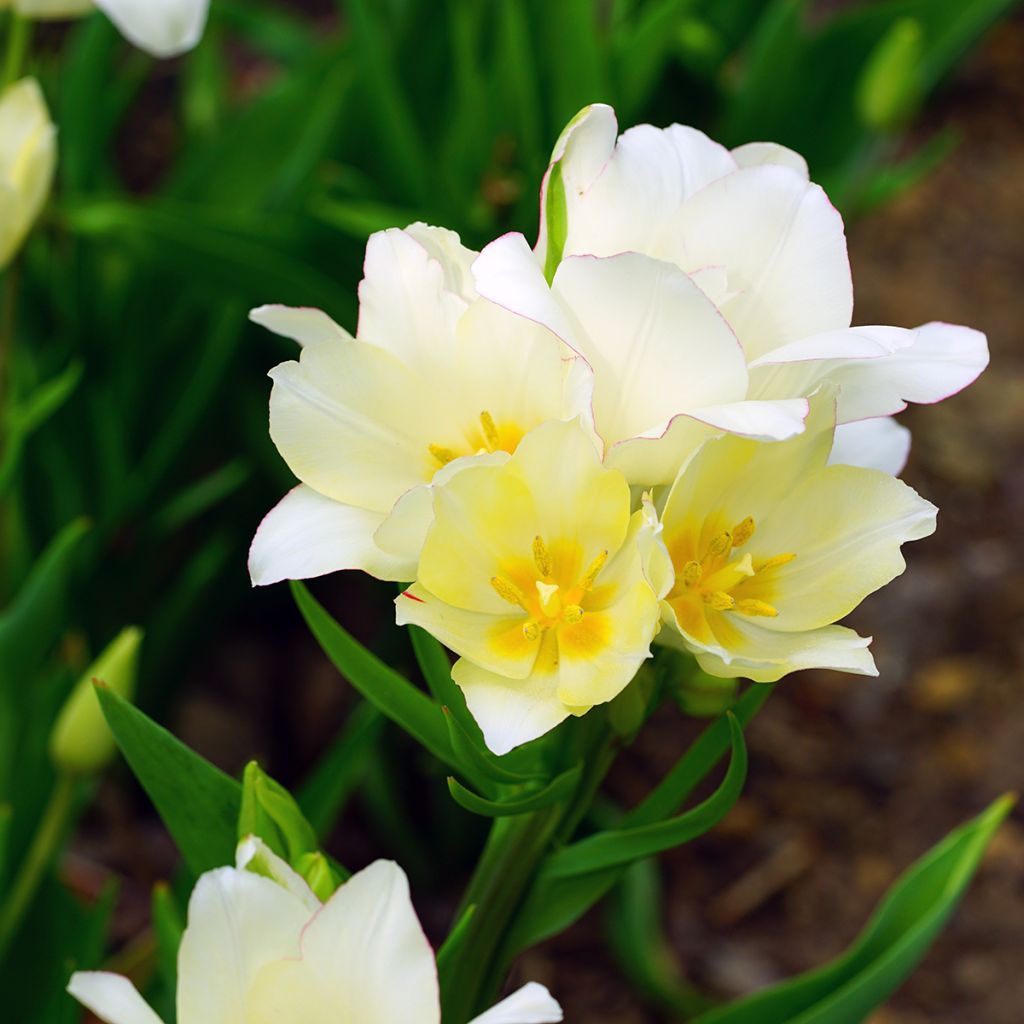 Tulipa Candy Club - Meerbloemige tulp