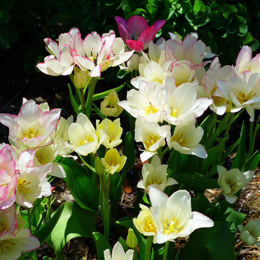 Tulipa Candy Club - Meerbloemige tulp