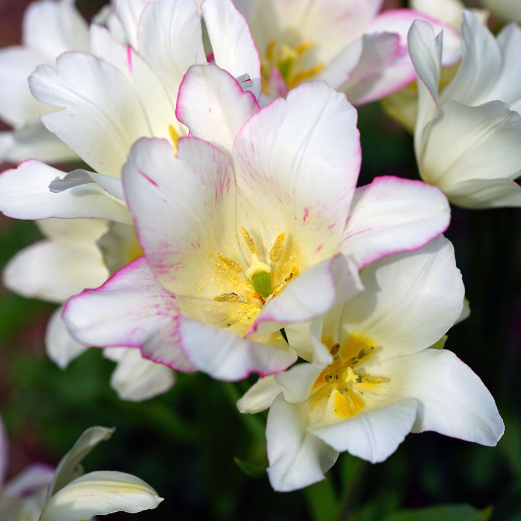 Tulipa Candy Club - Meerbloemige tulp