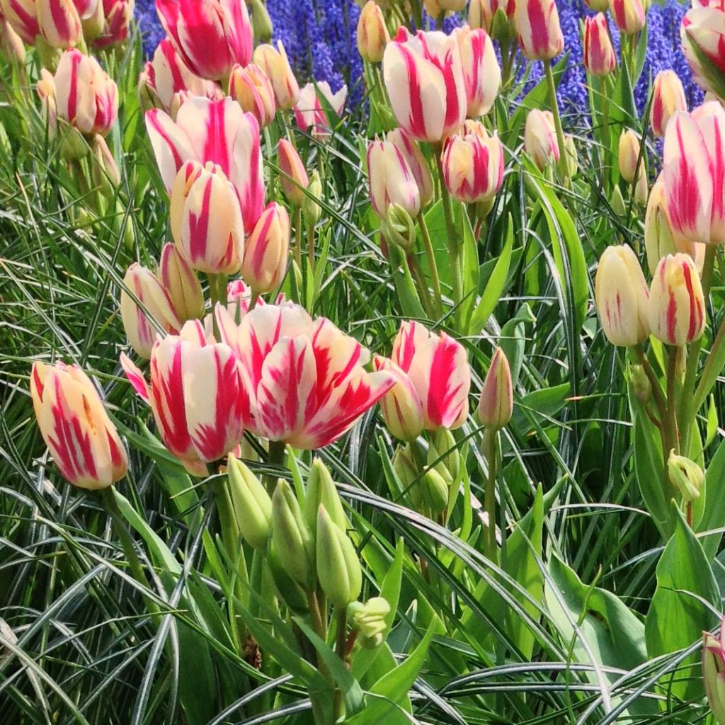 Tulipa Flaming Club - Meerbloemige tulp