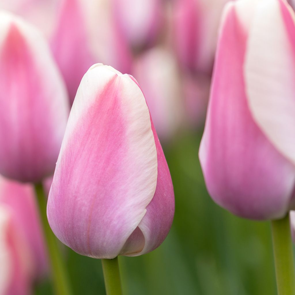 Tulipa Mandy's Choice - Vroege enkele tulp