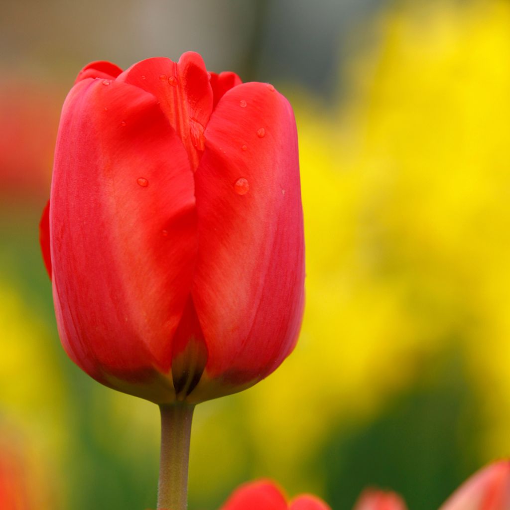 Tulipa Paradiso - Vroegbloeiende enkele tulp