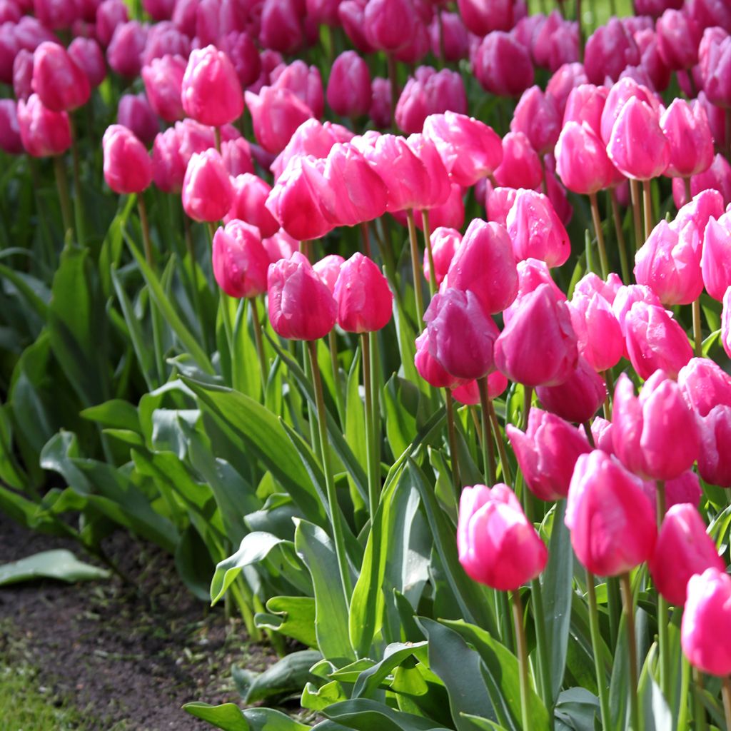 Tulipa Aafke - Vroegbloeiende enkele tulp