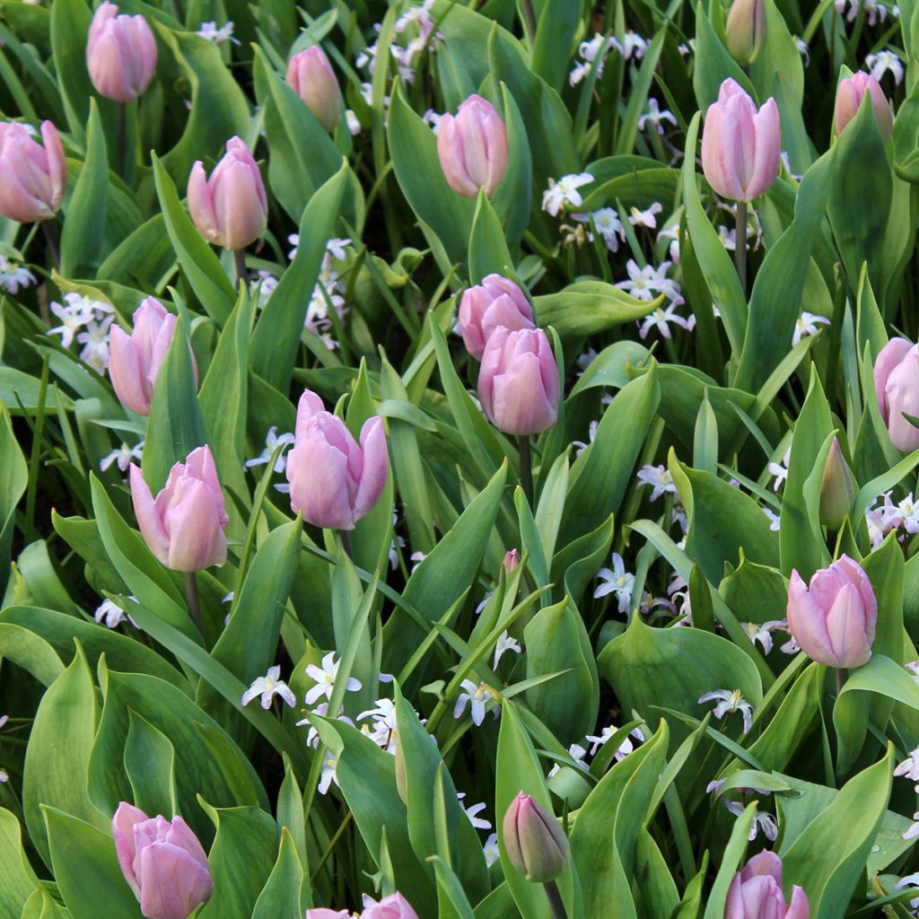 Tulipa Candy Prince - Vroegbloeiende enkele tulp