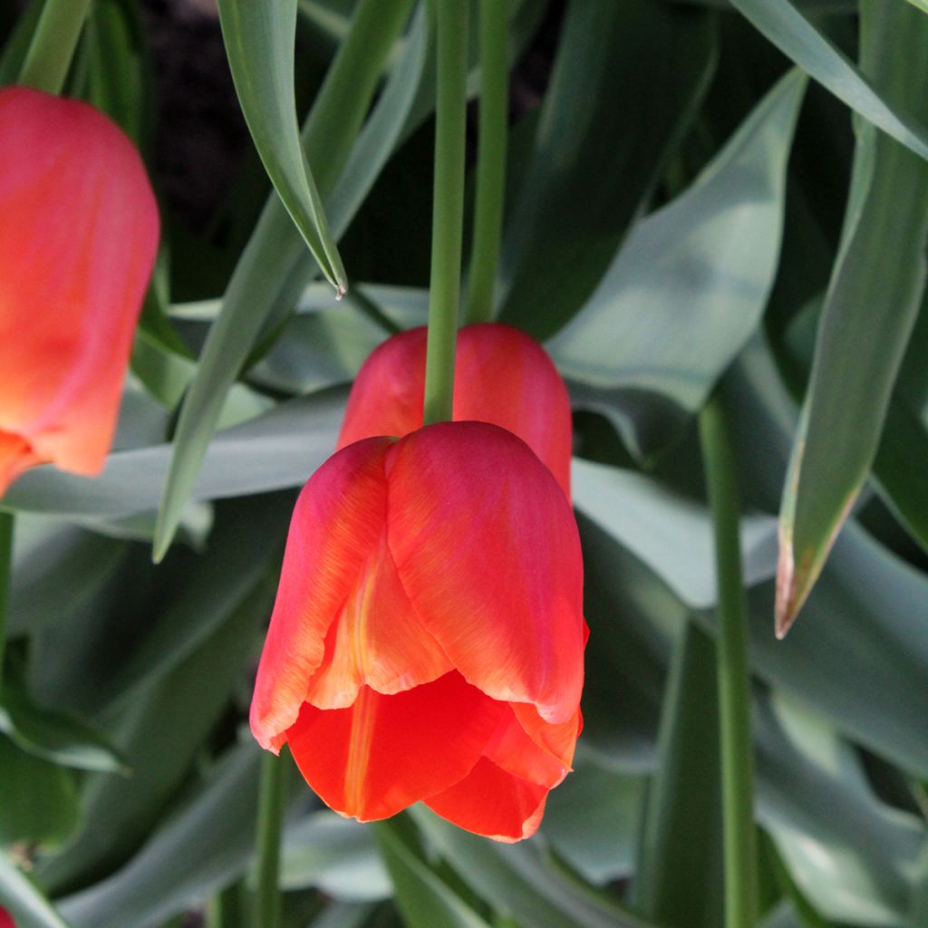 Tulipa Avignon - Grootbloemige voorjaarstulp