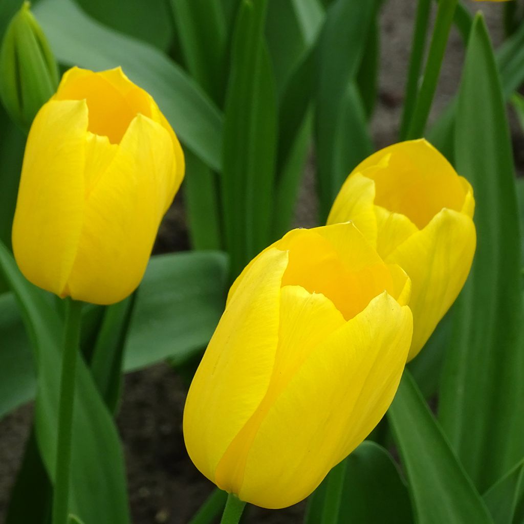 Tulipa Big Smile - Laatbloeiende enkele tulp