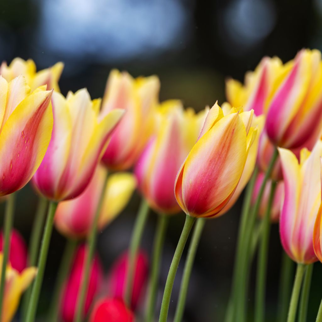 Tulipa Blushing Beauty - Enkele late tulp