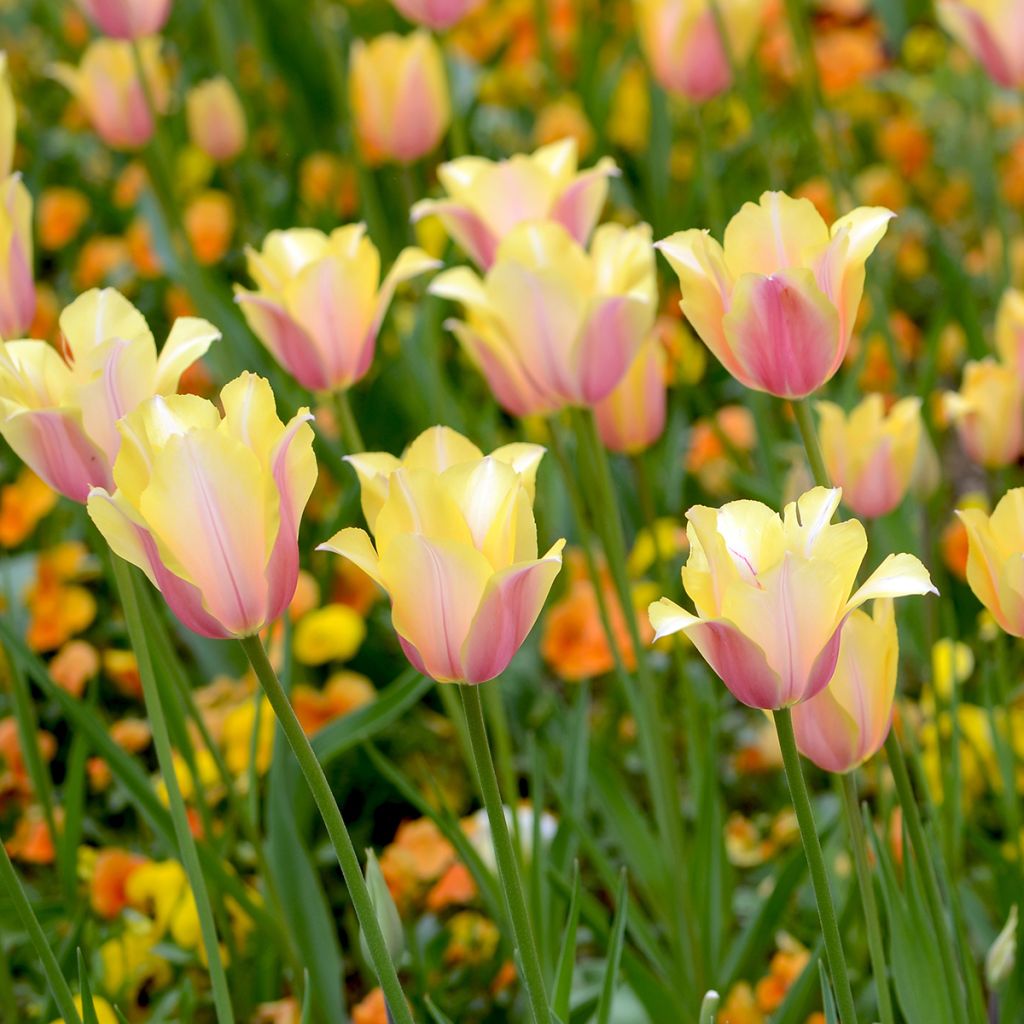 Tulipa Blushing Lady - Enkele late tulp