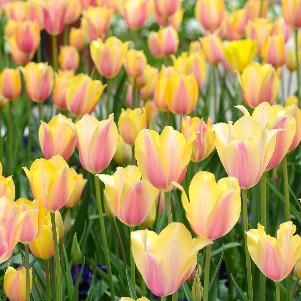 Tulipa Blushing Lady - Enkele late tulp