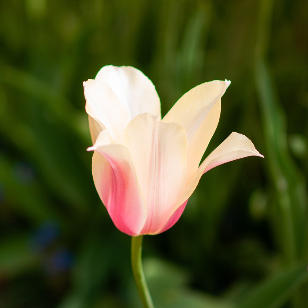 Tulipa Blushing Lady - Enkele late tulp