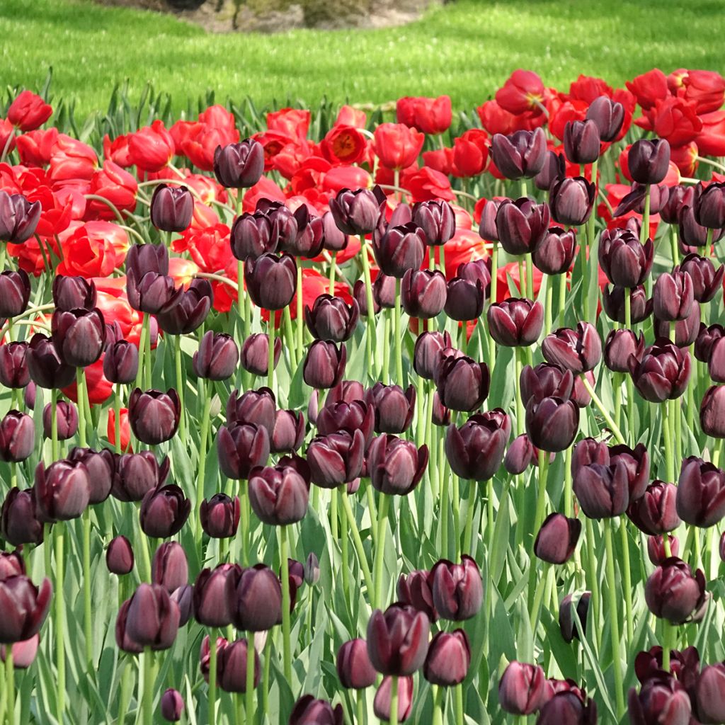 Tulipa Reine de la Nuit - Enkele late tulp