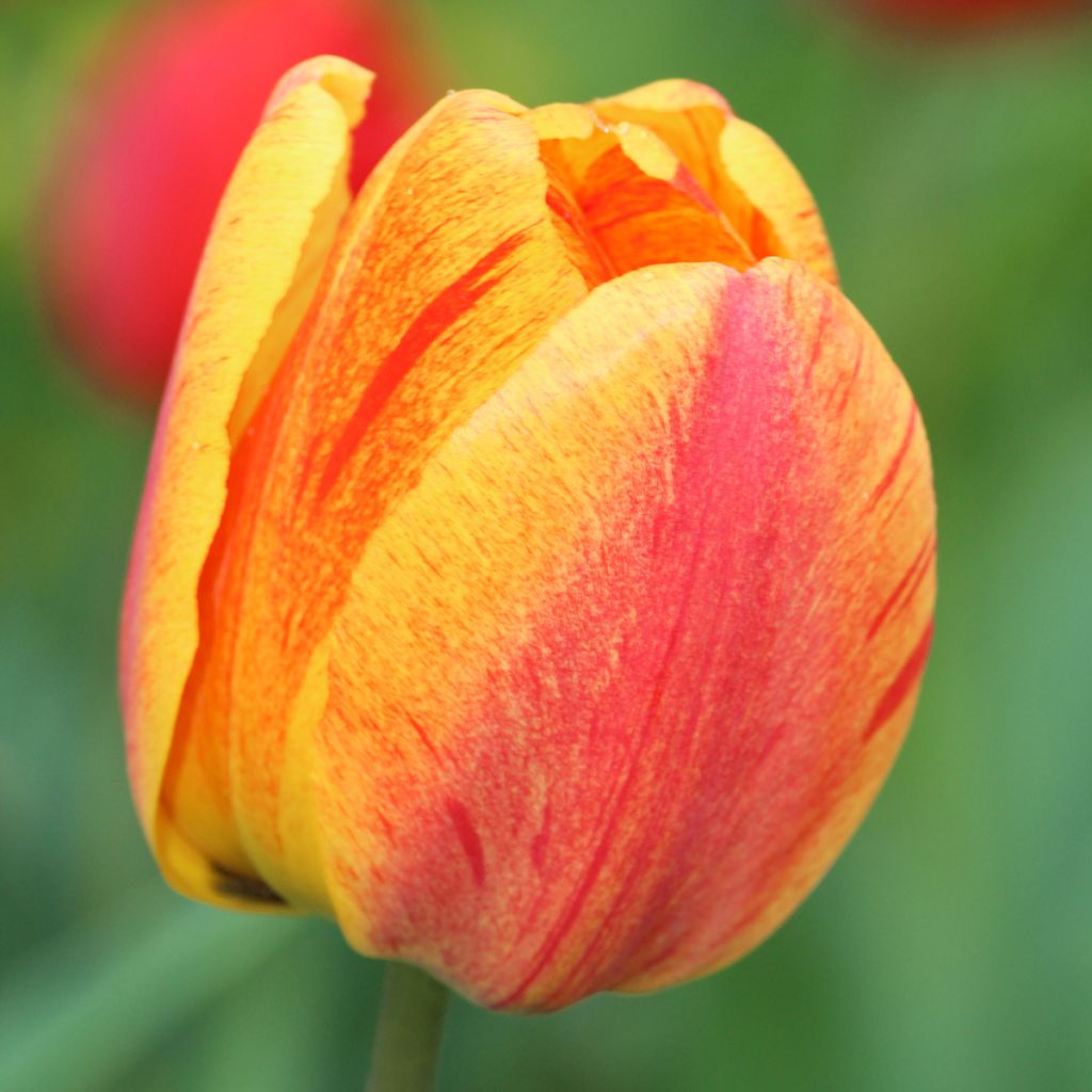 Tulipa Rhapsody of Smiles - Enkele late tulp