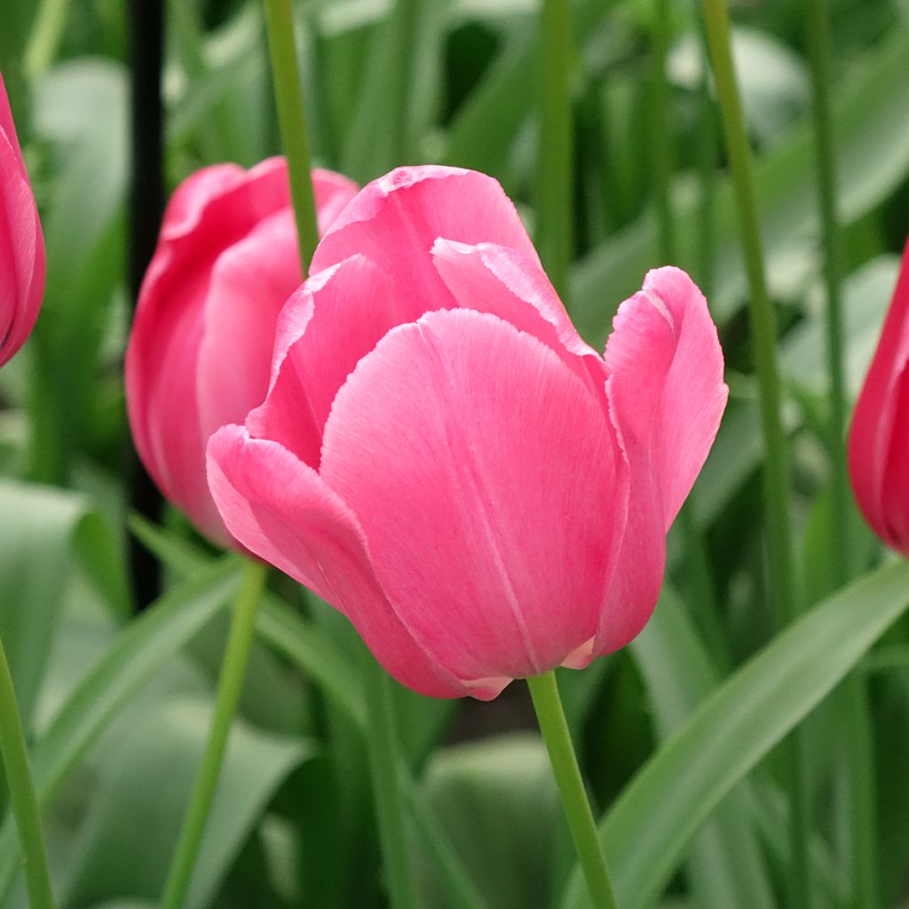 Tulipa Yosemite Wilja - Enkele late tulp