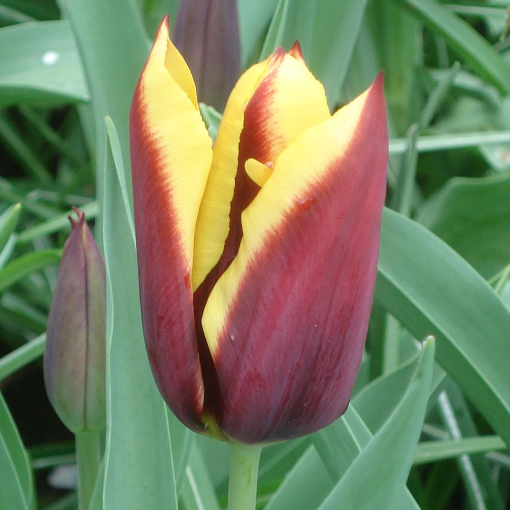 Tulipe Triumph Gavota - Triumphtulp