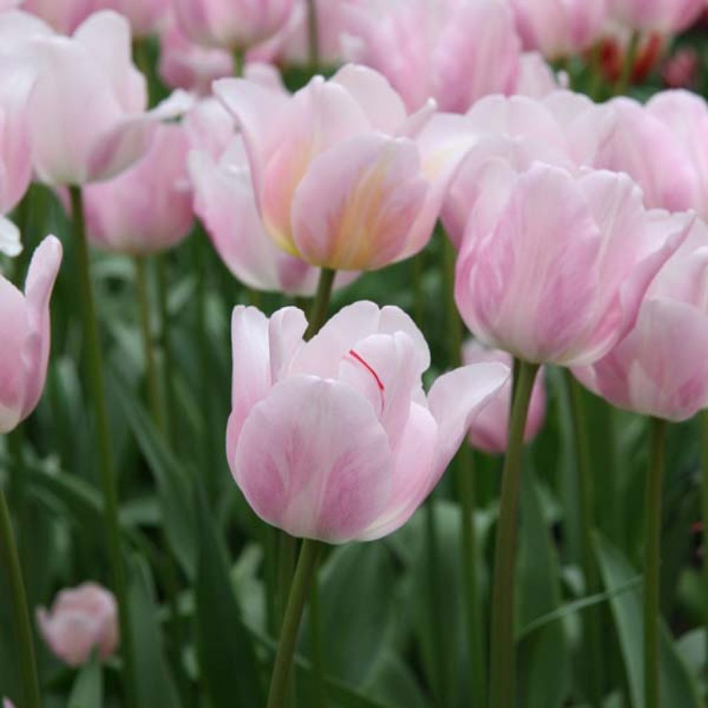 Tulipe Bright Pink Lady