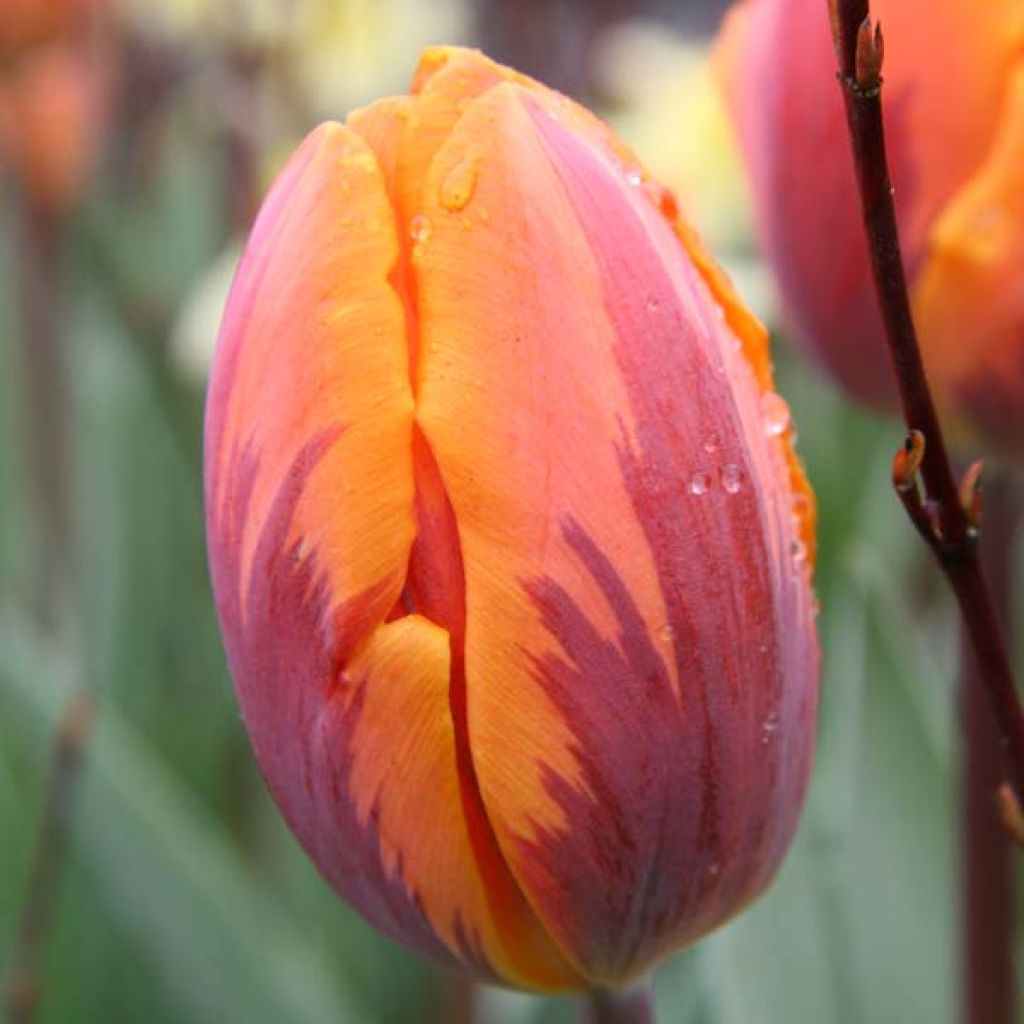 Tulipe Triumph Prinses Irene - Triumphtulp