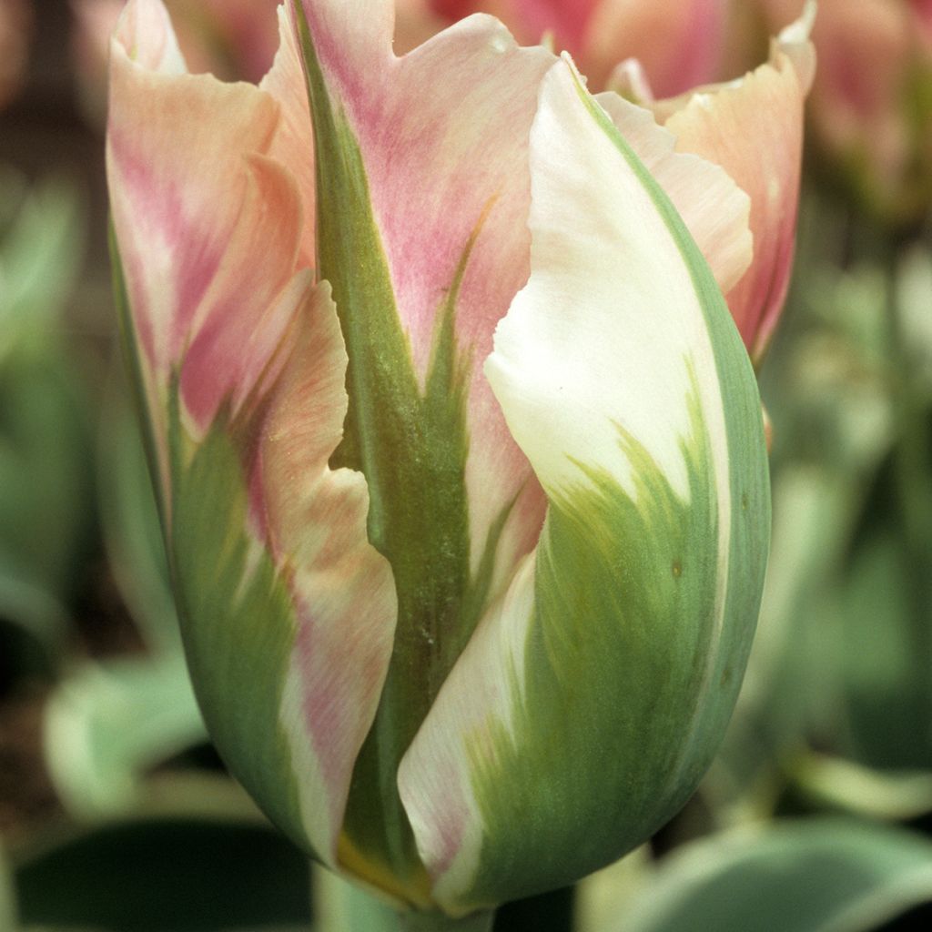 Tulipa viridiflora Blushing Artist - Viridiflora tulp