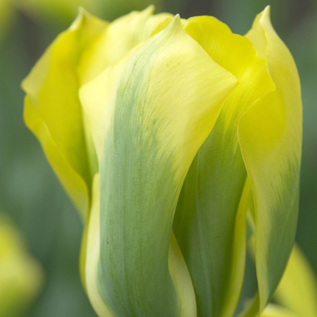 Tulipa viridiflora Formosa - Viridiflora tulp