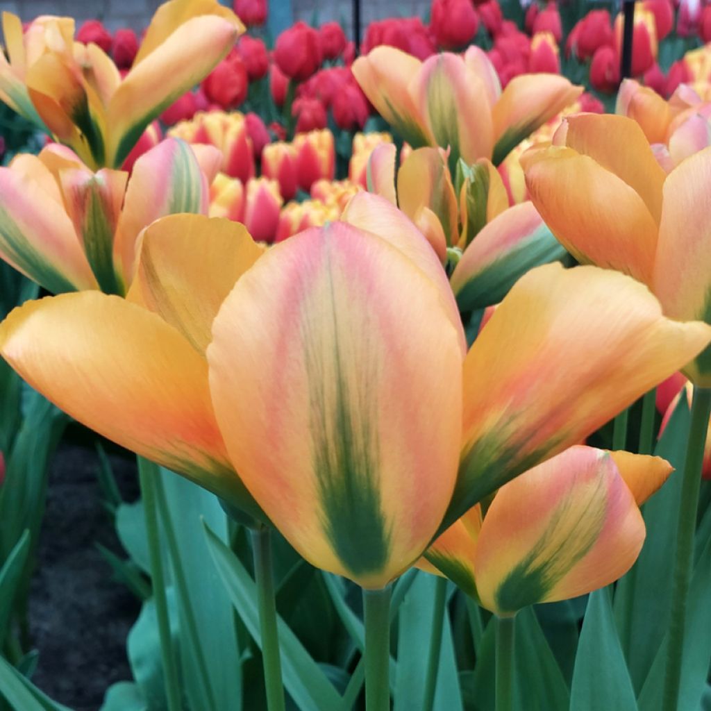 Tulipa viridiflora Orange Marmalade - Viridiflora tulp