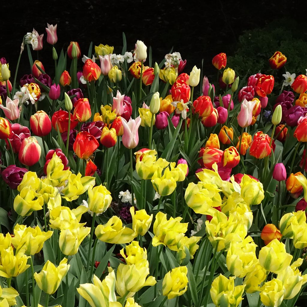 Tulipa viridiflora Yellow Spring Green - Viridiflora tulp