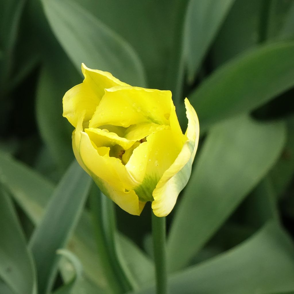 Tulipa viridiflora Yellow Spring Green - Viridiflora tulp