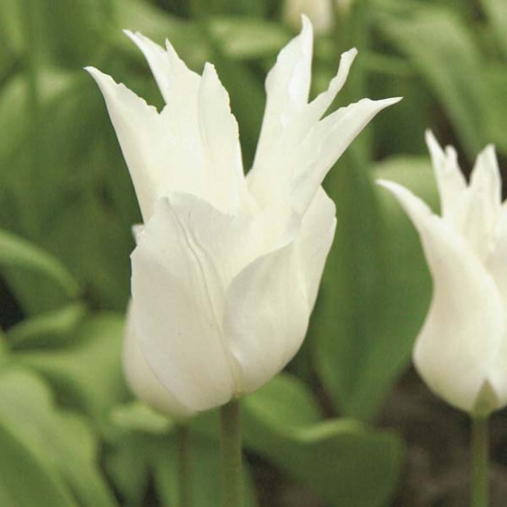 Tulipa White Triumphator - Leliebloemige tulp
