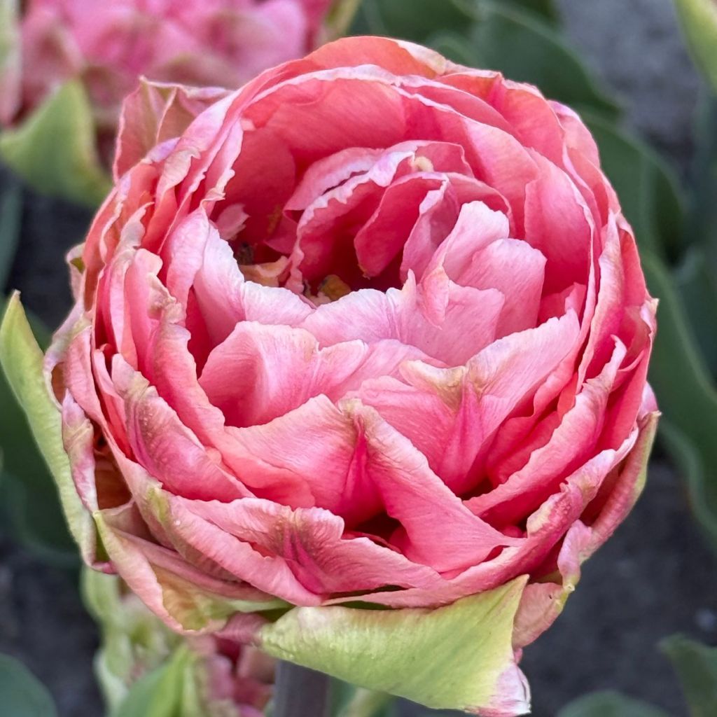 Tulipa Quinty Trustfull - Dubbele vroege tulp