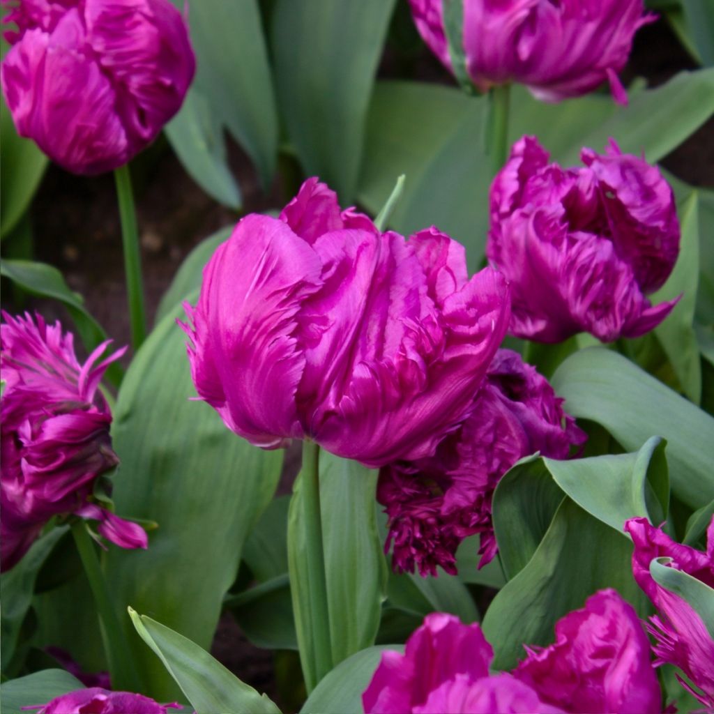 Tulipa Parrot Prince - Papegaaitulp