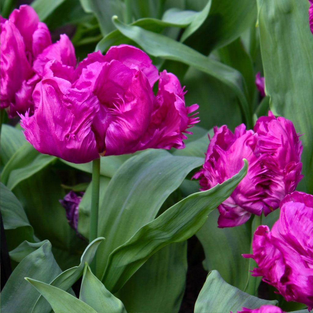 Tulipa Parrot Prince - Papegaaitulp
