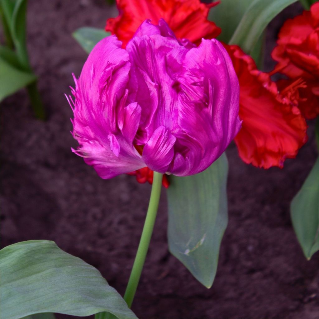 Tulipa Parrot Prince - Papegaaitulp