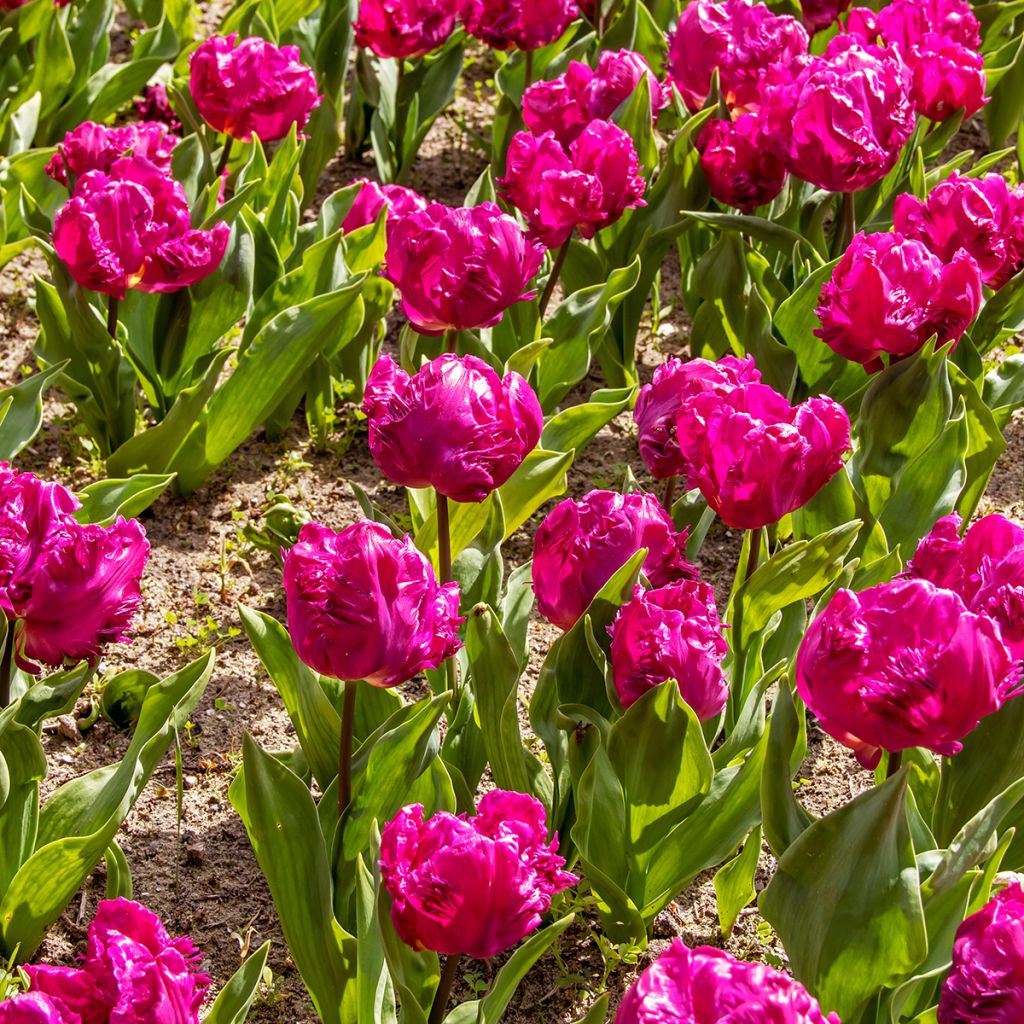 Tulipa Parrot Prince - Papegaaitulp